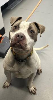 Mixed Breed Dogs Available for Adoption - Diana | PetCurious