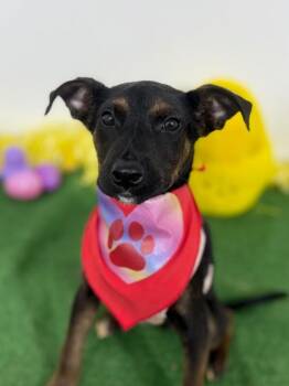 Bellota-One of our Amazing Rescue Dogs -  German Pinscher and Labrador Retriever Dog for Adoption in Carlsbad, California - Bellota-One Of Our Amazing Rescue Dogs | PetCurious