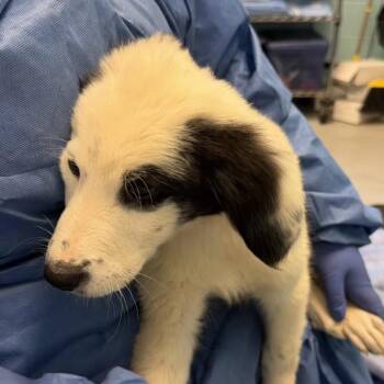 Santos -  Great Pyrenees and Mixed Breed Dog for Adoption in Charlottesville, Virginia - Santos | PetCurious