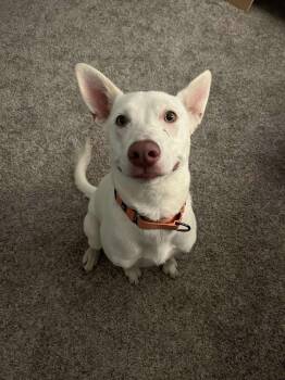 Rescue Mixed Breed Dogs for Adoption in Lexington, Kentucky - Ghost | PetCurious
