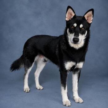 Bolt -  Husky Dog for Adoption in Heber Springs, Arkansas - Bolt | PetCurious