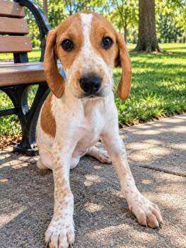 PUPPY BUTTERBALL -  Hound Dog for Adoption in Franklin, Tennessee - PUPPY BUTTERBALL | PetCurious