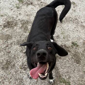Mixed Breed Dogs Available for Adoption in Windsor, Virginia - Sokka | PetCurious