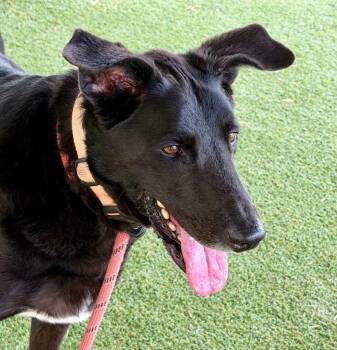 Oliver -  Collie and Shepherd Dog for Adoption in Columbia, Illinois - Oliver | PetCurious