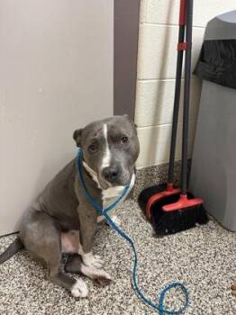 Bronn -  Mixed Breed Dog for Adoption in Westland, Michigan - Bronn | PetCurious