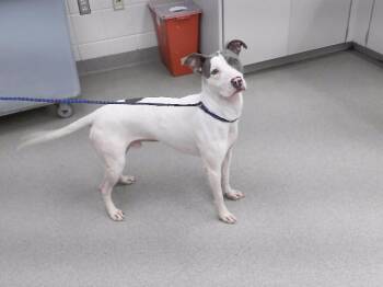 SEAGULL -  Boxer and Mixed Breed Dog for Adoption in Omaha, Nebraska - SEAGULL | PetCurious