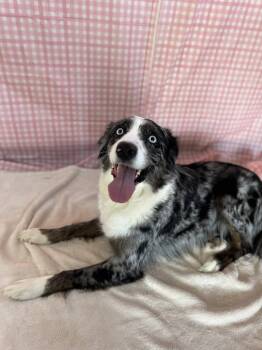 Australian Shepherd Dogs Available for Adoption in Chickasha, Oklahoma - Iris  | PetCurious