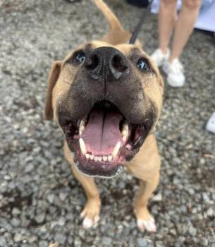 Charlie -  American Staffordshire Terrier Dog for Adoption in Mooresville, North Carolina - Charlie | PetCurious