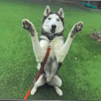 Siberian Husky Dogs Available for Adoption - Marbles A2060717 | PetCurious