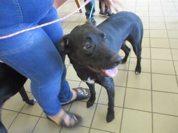 Rescue Labrador Retriever and Mixed Breed Dogs for Adoption in Ocala, Florida - LOGAN | PetCurious