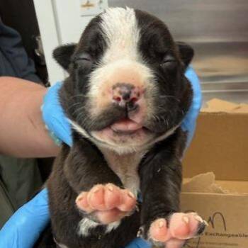 Mixed Breed Dogs Available for Adoption in Freeport, Florida - Skipper | PetCurious