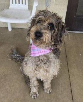 Lucy -  Poodle Dog for Adoption in Bucyrus, Ohio - Lucy | PetCurious
