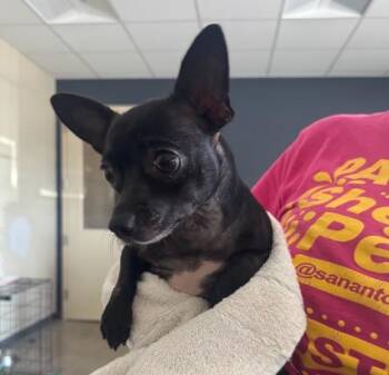 DIANA -  Chihuahua Dog for Adoption in San Antonio, Texas - DIANA | PetCurious