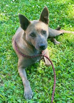 Mixed Breed Dogs Available for Adoption in Groveland, Massachusetts - Gypsy | PetCurious