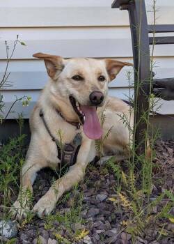 Genesis -  German Shepherd Dog and Miniature Pinscher Dog for Adoption in West Richland, Washington - Genesis | PetCurious