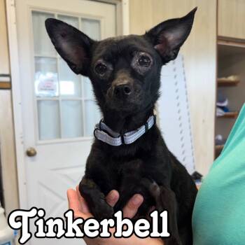 Tinkerbell -  Chihuahua Dog for Adoption in Hillsboro, Ohio - Tinkerbell | PetCurious