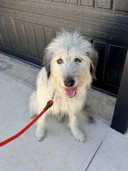 Luna - pending adoption -  Sheep Dog and Mixed Breed Dog for Adoption in Lewisville, North Carolina - Luna - Pending Adoption | PetCurious