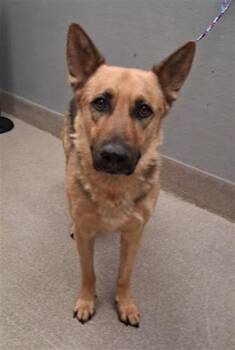 BULLET -  German Shepherd Dog Dog for Adoption in Las Vegas, Nevada - BULLET | PetCurious