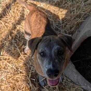 Slash -  Mixed Breed Dog for Adoption in Boaz, Alabama - Slash | PetCurious