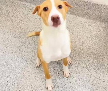 ALFIE -  Basenji and Mixed Breed Dog for Adoption in Houston, Texas - ALFIE | PetCurious