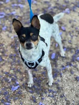 Chihuahua Dogs Available for Adoption in Frazier Park, California - Cowboy | PetCurious