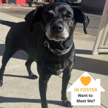 Rescue Miniature Pinscher and Mixed Breed Dogs for Adoption in Salt Lake City, Utah - Fruitbat | PetCurious