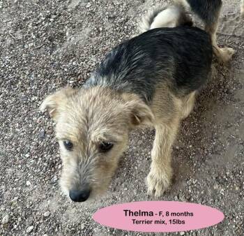 Thelma -  Terrier Dog for Adoption in Thornton, Colorado - Thelma | PetCurious