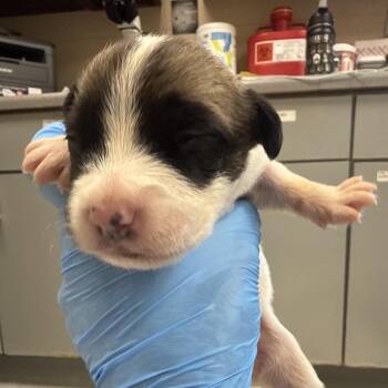 Boston Cream -  Hound and Labrador Retriever Dog for Adoption in Troy, Virginia - Boston Cream | PetCurious
