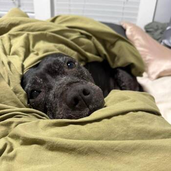 Big Mama -  Staffordshire Bull Terrier Dog for Adoption in Tampa, Florida - Big Mama | PetCurious