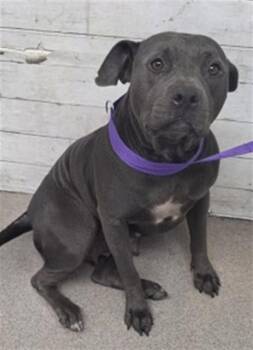 JEN -  Pit Bull Terrier Dog for Adoption in San Bernardino, California - JEN | PetCurious