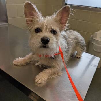 Norwich Terrier Dogs Available for Adoption in Wimberley, Texas - Miss Piggy | PetCurious