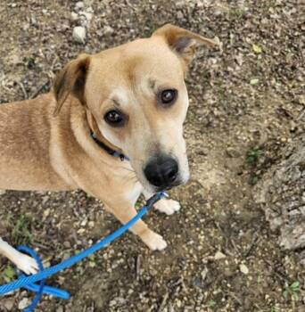 Rescue Mixed Breed Dogs for Adoption in Dallas, Texas - Julie | PetCurious