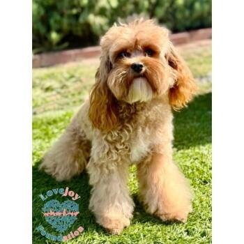 Coco Chanel -  Cavapoo Dog for Adoption in Inglewood, California - Coco Chanel | PetCurious
