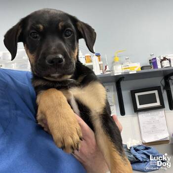 Paragon -  Shepherd and Labrador Retriever Dog for Adoption in Washington, District Of Columbia - Paragon | PetCurious