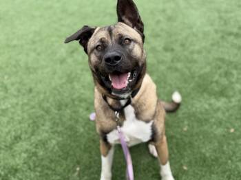 Akita Dogs Available for Adoption in Hayward, California - Kai | PetCurious