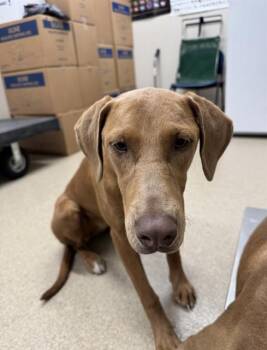Vizsla and Doberman Pinscher Dogs Available for Adoption - PENELOPE | PetCurious