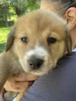 Shepherd and Husky Dogs Available for Adoption in Holly Springs, North Carolina - Hercules - Sweets Litter | PetCurious