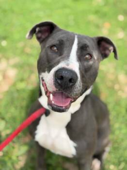 Ivy -  Pit Bull Terrier Dog for Adoption in Springfield, Illinois - Ivy | PetCurious