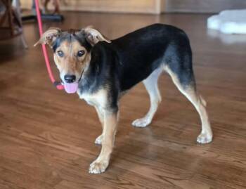 Cedar -  Beagle and German Shepherd Dog Dog for Adoption in Boerne, Texas - Cedar | PetCurious