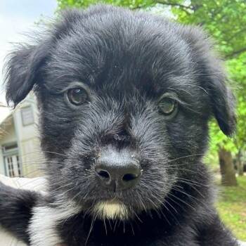 Shepherd and Terrier Dogs Available for Adoption in Helena, Alabama - Moon Pie | PetCurious