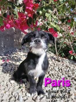 Paris -  Terrier Dog for Adoption - Paris | PetCurious