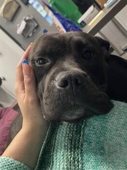 Magpie -  Mixed Breed Dog for Adoption in West Chester, Pennsylvania - Magpie | PetCurious