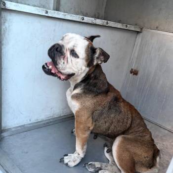 Nini -  Boxer Dog for Adoption in Edinburg, Texas - Nini | PetCurious
