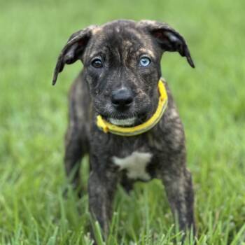 Pimento -  Pit Bull Terrier Dog for Adoption in Richmond, Virginia - Pimento | PetCurious