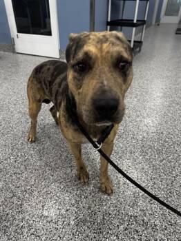 Rescue Mixed Breed Dogs for Adoption in Palmetto, Florida - LOUIS | PetCurious