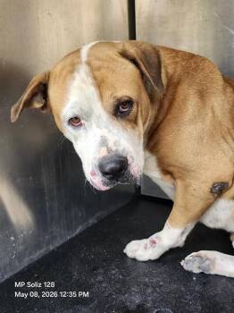 Mastiff Dogs Available for Adoption in San Antonio, Texas - WILLY | PetCurious