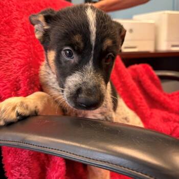 Pistachio -  Akita and Mixed Breed Dog for Adoption in Hawthorne, California - Pistachio | PetCurious