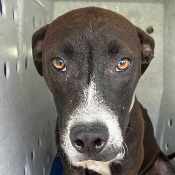 Mango -  Retriever and Terrier Dog for Adoption in Bronson, Florida - Mango | PetCurious