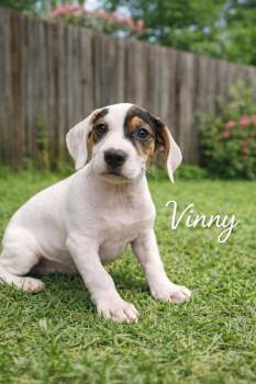 English Bulldog and Jack Russell Terrier Dogs Available for Adoption - Vinny | PetCurious