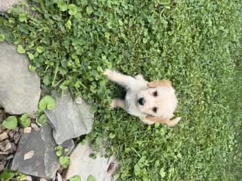 Lark -  Terrier Dog for Adoption in Berlin, New Jersey - Lark | PetCurious